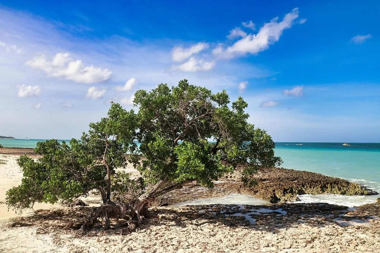Eagle Stays Aruba-New Luxury, Cozy & Spacious Studio Near Eagle Beach! Oranjestad Appartement