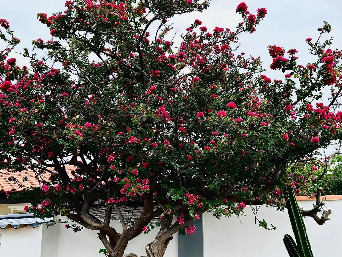 Eagle Stays Aruba-New Luxury, Cozy & Spacious Studio Near Eagle Beach! Oranjestad Aruba
