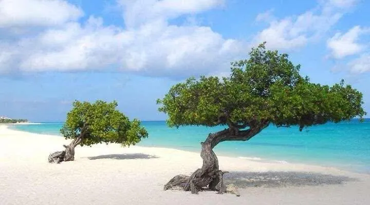 Eagle Stays Aruba-New Luxury, Cozy & Spacious Studio Near Eagle Beach! Oranjestad